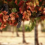 Masseria Le Querciole 3* Fauglia