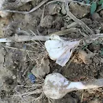 Masseria Le Querciole Nocleg ze śniadaniem Fauglia