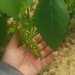 Masseria Le Querciole Nocleg ze śniadaniem Fauglia