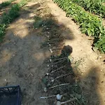 Masseria Le Querciole 3*