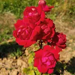 Masseria Le Querciole 3* Fauglia