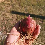 Nocleg ze śniadaniem Masseria Le Querciole 3*