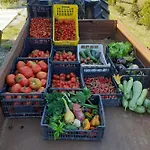 Nocleg ze śniadaniem Masseria Le Querciole 3*