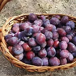 Nocleg ze śniadaniem Masseria Le Querciole Fauglia