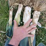 Masseria Le Querciole Nocleg ze śniadaniem 3*