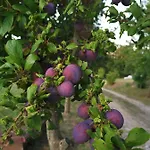 Masseria Le Querciole Nocleg ze śniadaniem 3*