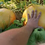 Masseria Le Querciole Nocleg ze śniadaniem Fauglia