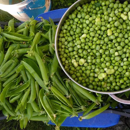 Masseria Le Querciole Frühstückspension *