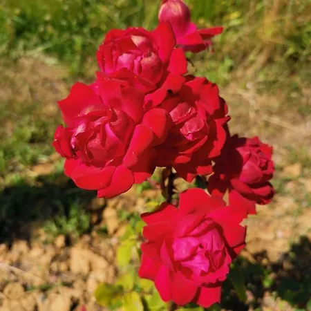 Masseria Le Querciole 3* Fauglia