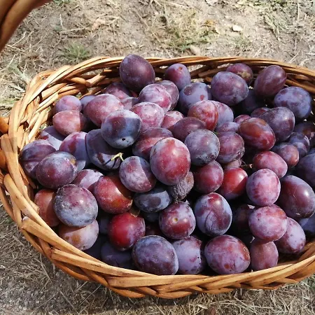 Bed & Breakfast Masseria Le Querciole Fauglia