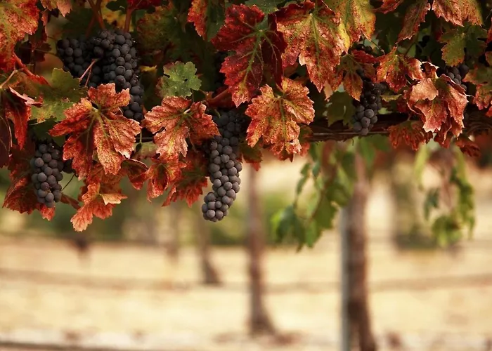 Masseria Le Querciole 3* Fauglia