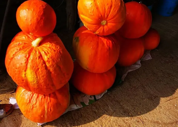 Bed & Breakfast Masseria Le Querciole Fauglia