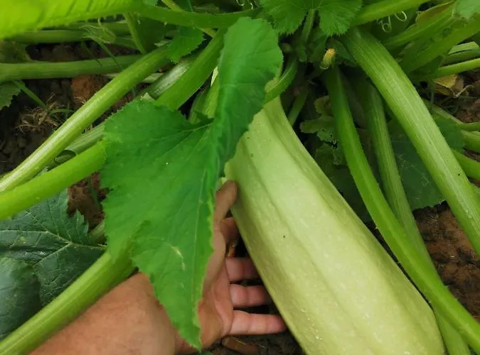 Masseria Le Querciole Fauglia
