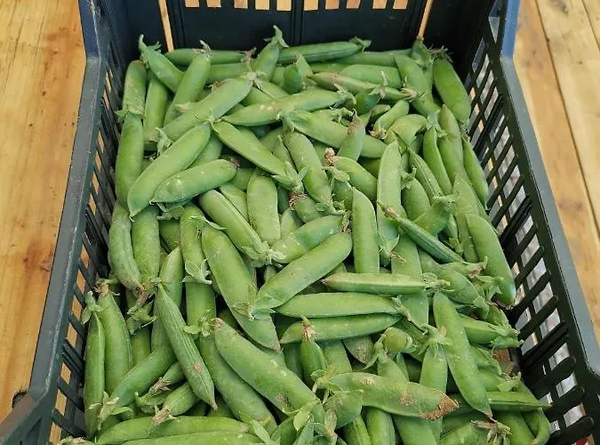 Masseria Le Querciole Fauglia