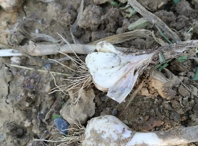 Masseria Le Querciole Bed & Breakfast Fauglia