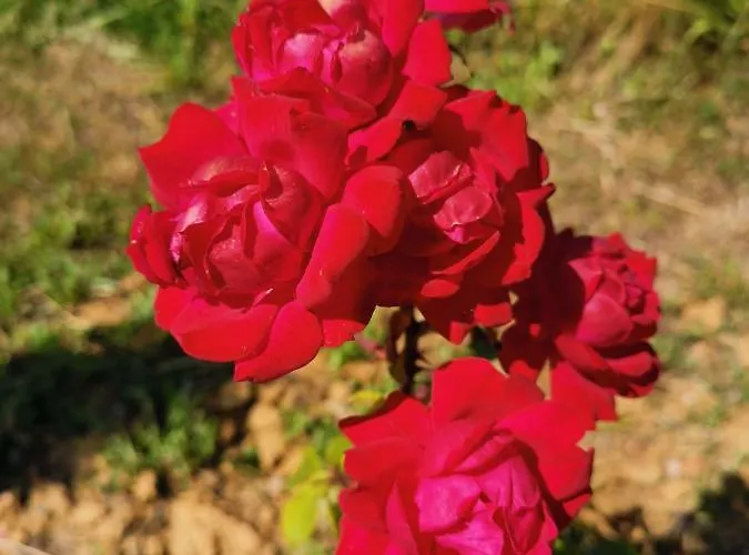Masseria Le Querciole 3* Fauglia
