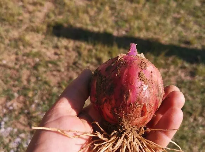 Bed & Breakfast Masseria Le Querciole 3*