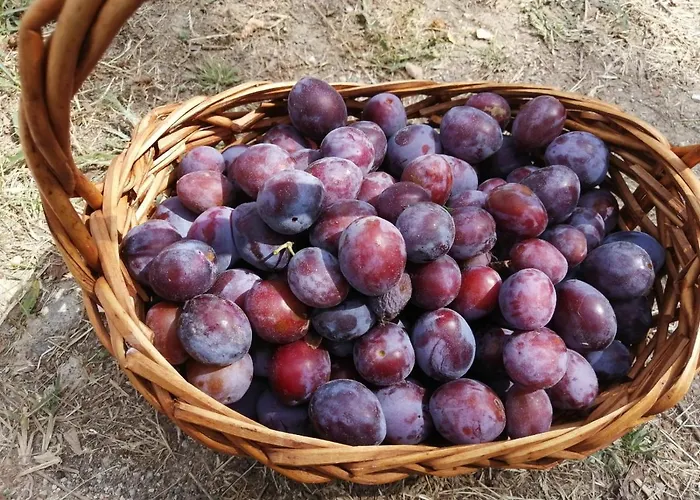 Bed & Breakfast Masseria Le Querciole Fauglia