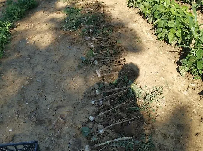 Masseria Le Querciole 3*